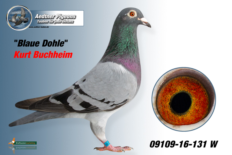 OME U-Bügel UB53B, 1 Stück > :: Taubenreuther GmbH