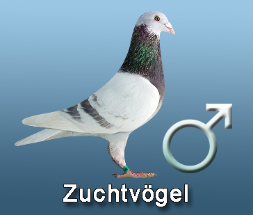 Zuchtvgel