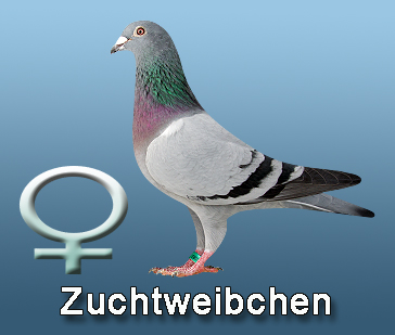 Zuchtweibchen